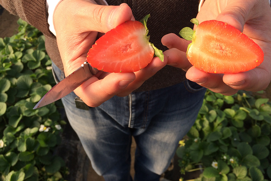 3, 2, 1… ¡Grabando!: Las fresas de Grufesa aparecen en ‘Salud al Día’