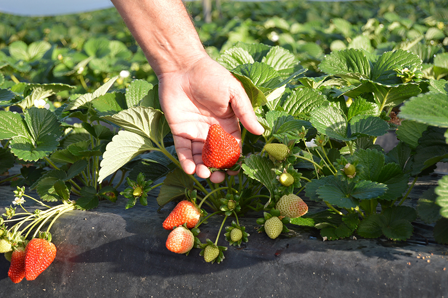 Grufesa manages to save 20 % of water to produce efficiently a more sustainable strawberry